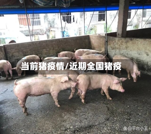 当前猪疫情/近期全国猪疫-第1张图片