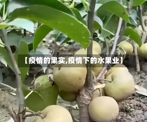 【疫情的果实,疫情下的水果业】-第3张图片