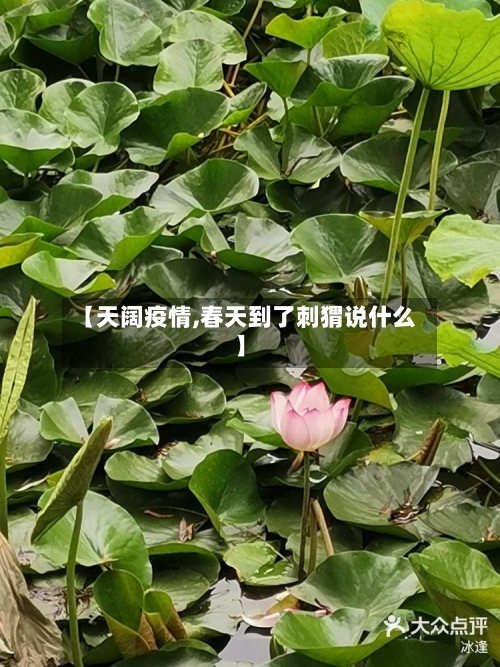 【天阔疫情,春天到了刺猬说什么】-第2张图片